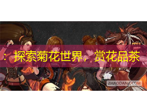 ：探索菊花世界，賞花品茶